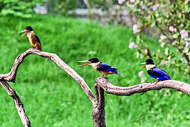 CDPR宣布：《巫师3》次世代版本更新将追加中文配音